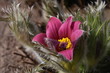Foto: Kuhschelle, Pulsatilla vulgaris Kuhschelle, Pulsatilla vulgaris