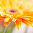 Closeup photo of yellow daisy-gerbera.