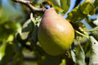 Poire