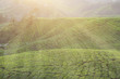 plantation