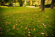 golden leaves