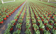 Greenhouse Plants