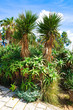 Photo: Aloe and palms Aloe and palms