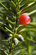 Eibe (Taxus baccata)