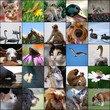 animali animali