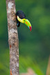 Keel Billed Toucan, from Central America.