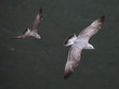 Möwe