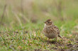 Feldlerche, Eurasian sky lark