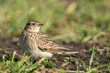 Feldlerche, Eurasian sky lark