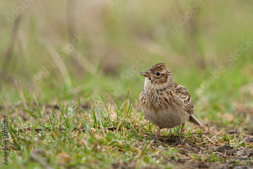 Foto: Feldlerche, Eurasian sky lark Feldlerche, Eurasian sky lark