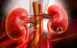 Kidney Kidney