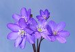 liverwort on blue background