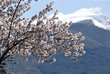 almond tree