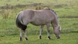 Video: Pferd Pony Koppel fressen grasen Pferd Pony Koppel fressen grasen