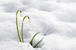 Photo: schneeglöckchen schneeglöckchen