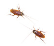 Photo: Two isolated cockroach on white background Two isolated cockroach on white background