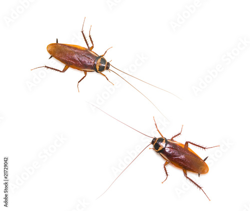 Photo: Two isolated cockroach on white background Two isolated cockroach on white background