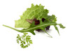 Mesclun