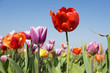 Colorful tulips outdoor in the fields