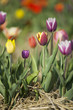 Colorful tulips