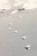 snowshoe hare tracks in the snow