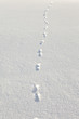 coyote tracks in the snow