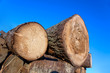 Pile of logs
