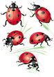 Set of ladybird Set of ladybird