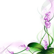 orchid