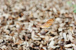 Withered Leave Falling
