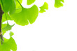 Fresh Leaves Ginkgo