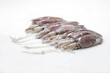 Calamari Squid Isolated