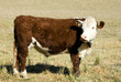 Pole Hereford