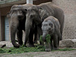 Elephant family Elephant family