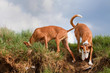 Windhunde