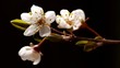 Photo en ligne au meilleur prix Cherry plum blooming