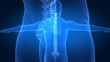 Correct posture concept with visible spine