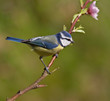Blue tit, Parus caeruleus.