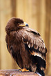 Foto: Adler Adler