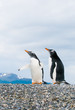 gentoo penguins