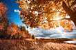 Autumn landscape
