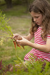 Photo: little girl picking carrots out of vegetable garden little girl picking carrots out of vegetable garden