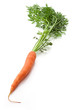 Carrot