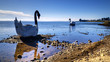 Estatuas de cisnes en lago Llanquihue Estatuas de cisnes en lago Llanquihue