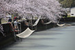 春の桜3