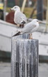 Möwen
