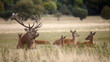 Bevy of royal deer in oestrus time Bevy of royal deer in oestrus time