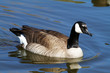 goose