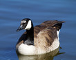 goose on the calm water