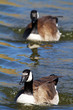 geese